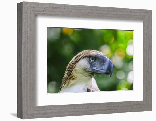 Philippine Eagle, Davao, Mindanao, Philippines-Michael Runkel-Framed Photographic Print