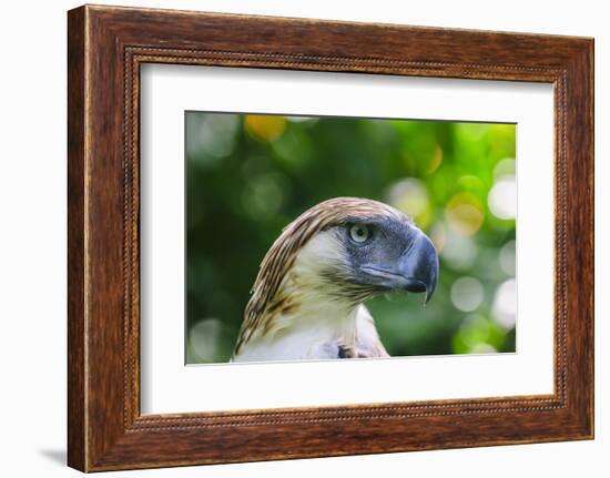 Philippine Eagle, Davao, Mindanao, Philippines-Michael Runkel-Framed Photographic Print