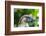 Philippine Eagle, Davao, Mindanao, Philippines-Michael Runkel-Framed Photographic Print