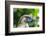 Philippine Eagle, Davao, Mindanao, Philippines-Michael Runkel-Framed Photographic Print