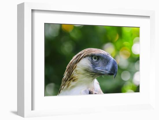 Philippine Eagle, Davao, Mindanao, Philippines-Michael Runkel-Framed Photographic Print