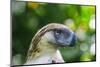 Philippine Eagle, Davao, Mindanao, Philippines-Michael Runkel-Mounted Photographic Print