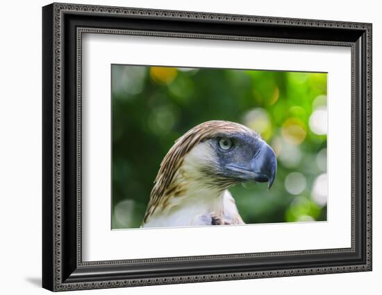 Philippine Eagle, Davao, Mindanao, Philippines-Michael Runkel-Framed Photographic Print