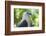 Philippine Eagle, Davao, Mindanao, Philippines-Michael Runkel-Framed Photographic Print