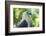 Philippine Eagle, Davao, Mindanao, Philippines-Michael Runkel-Framed Photographic Print