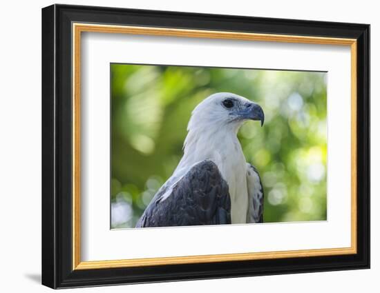 Philippine Eagle, Davao, Mindanao, Philippines-Michael Runkel-Framed Photographic Print