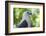 Philippine Eagle, Davao, Mindanao, Philippines-Michael Runkel-Framed Photographic Print