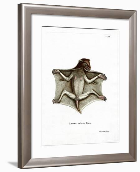 Philippine Flying Lemur-null-Framed Giclee Print