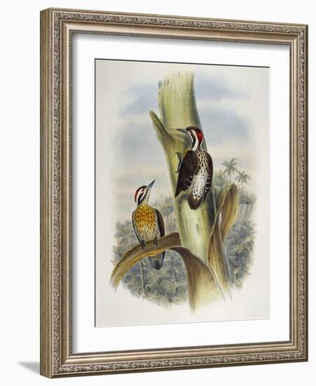 Philippine Pygmy Woodpecker (Dendrocopos Maculatus)-John Gould-Framed Giclee Print