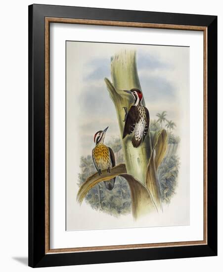 Philippine Pygmy Woodpecker (Dendrocopos Maculatus)-John Gould-Framed Giclee Print