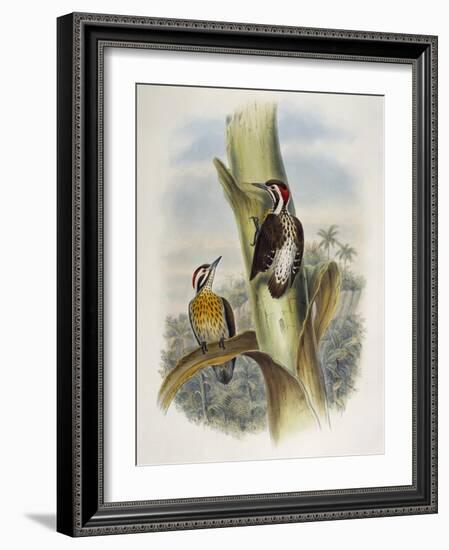 Philippine Pygmy Woodpecker (Dendrocopos Maculatus)-John Gould-Framed Giclee Print