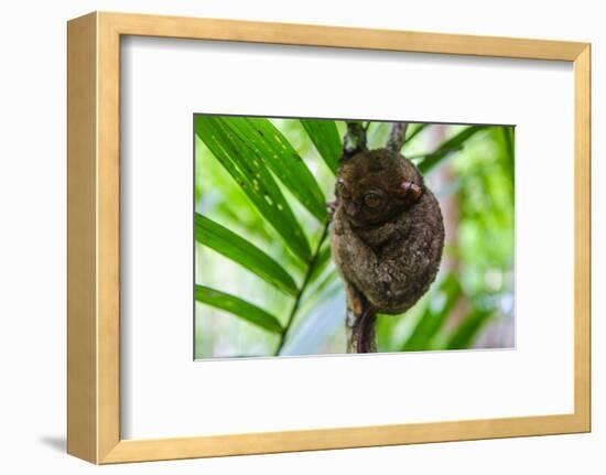 Philippine Tarsier, Bohol, Philippines-Michael Runkel-Framed Photographic Print