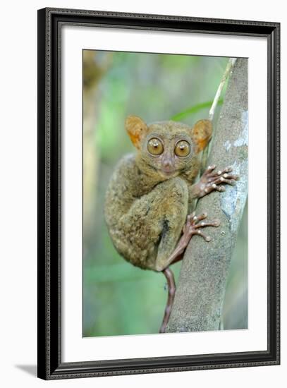 Philippine Tarsier (Carlito Syrichta) Portrait, Captive, Philippine Tarsier And Wildlife Sanctuary-Mark Macewen-Framed Photographic Print