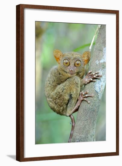 Philippine Tarsier (Carlito Syrichta) Portrait, Captive, Philippine Tarsier And Wildlife Sanctuary-Mark Macewen-Framed Photographic Print