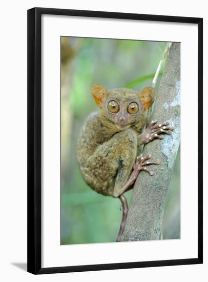 Philippine Tarsier (Carlito Syrichta) Portrait, Captive, Philippine Tarsier And Wildlife Sanctuary-Mark Macewen-Framed Photographic Print