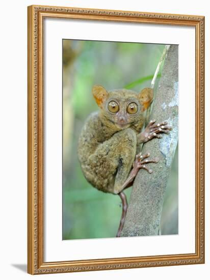 Philippine Tarsier (Carlito Syrichta) Portrait, Captive, Philippine Tarsier And Wildlife Sanctuary-Mark Macewen-Framed Photographic Print