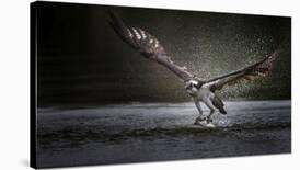 Deadly Catch-Phillip Chang-Framed Photographic Print