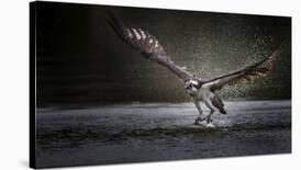 Deadly Catch-Phillip Chang-Framed Photographic Print