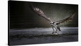 Deadly Catch-Phillip Chang-Photographic Print