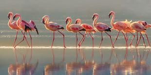 Flamingo-Phillip Chang-Photographic Print