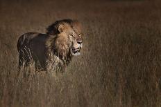 Lion King-Phillip Chang-Photographic Print