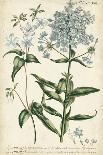 Chambray Botanical I-Phillip Miller-Art Print