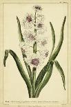 Hyacinthus, Pl. CXLVIII-Phillip Miller-Art Print