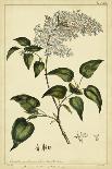 Hyacinthus, Pl. CXLVIII-Phillip Miller-Art Print