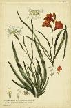 Chambray Botanical I-Phillip Miller-Art Print