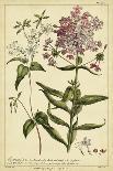 Hyacinthus, Pl. CXLVIII-Phillip Miller-Art Print