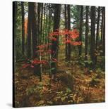 Sprinkle of Fall Color-Phillip Mueller-Stretched Canvas
