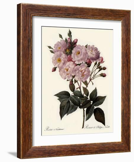 Phillip Noisette Rose-Pierre Joseph Redoute-Framed Giclee Print