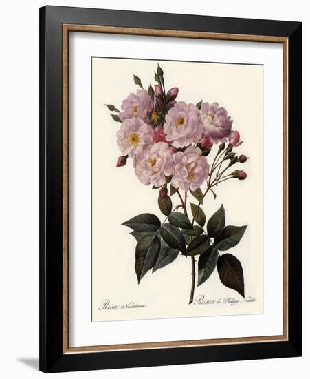 Phillip Noisette Rose-Pierre Joseph Redoute-Framed Giclee Print