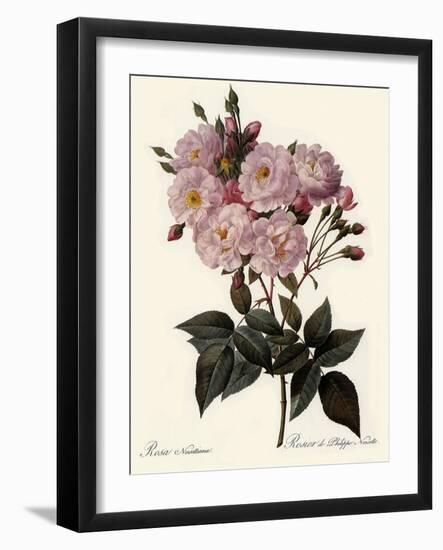 Phillip Noisette Rose-Pierre Joseph Redoute-Framed Giclee Print