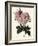 Phillip Noisette Rose-Pierre Joseph Redoute-Framed Giclee Print