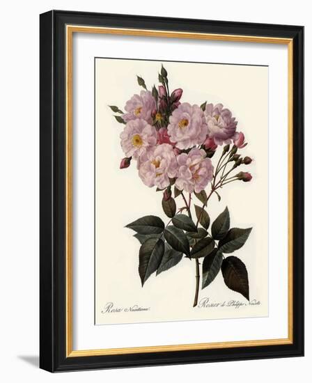 Phillip Noisette Rose-Pierre Joseph Redoute-Framed Giclee Print