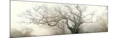 Premium Photographic Print