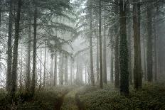 The ghost oaks-Phillipe Manguin-Photographic Print