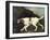 Phillis, a Pointer of Lord Clermont's, 1772-George Stubbs-Framed Giclee Print