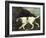 Phillis, a Pointer of Lord Clermont's, 1772-George Stubbs-Framed Giclee Print