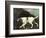 Phillis, a Pointer of Lord Clermont's, 1772-George Stubbs-Framed Giclee Print