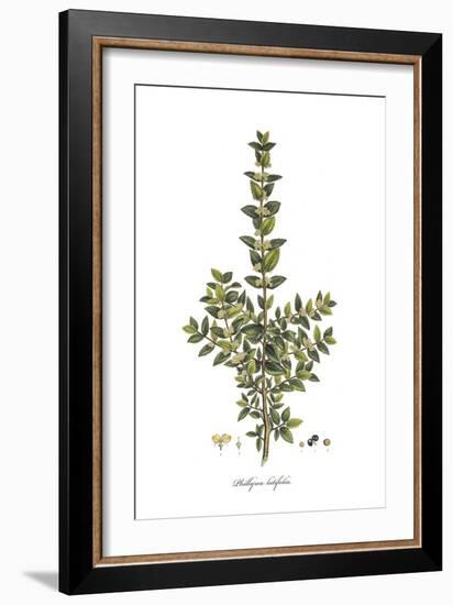 Phillyrea Latifolia,  Flora Graeca-Ferdinand Bauer-Framed Giclee Print