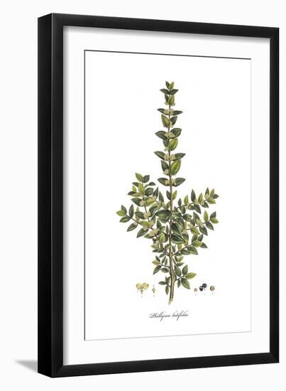 Phillyrea Latifolia,  Flora Graeca-Ferdinand Bauer-Framed Giclee Print