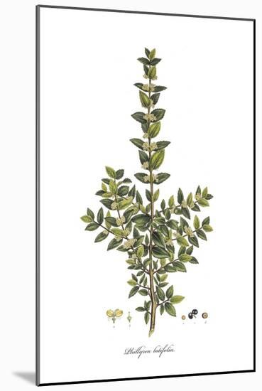 Phillyrea Latifolia,  Flora Graeca-Ferdinand Bauer-Mounted Giclee Print