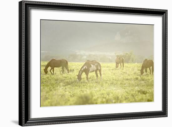 Philmont Scout Ranch Horses at Pasture before Sunset. Cimarron, New Mexico-Maresa Pryor-Framed Photographic Print