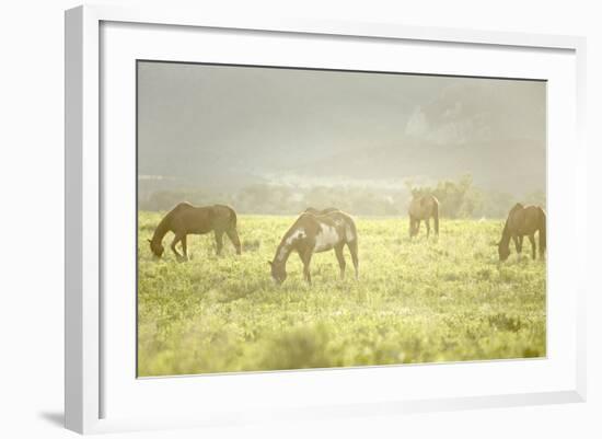 Philmont Scout Ranch Horses at Pasture before Sunset. Cimarron, New Mexico-Maresa Pryor-Framed Photographic Print