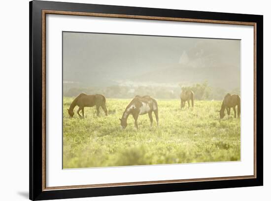 Philmont Scout Ranch Horses at Pasture before Sunset. Cimarron, New Mexico-Maresa Pryor-Framed Photographic Print