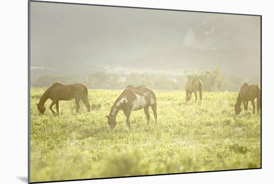 Philmont Scout Ranch Horses at Pasture before Sunset. Cimarron, New Mexico-Maresa Pryor-Mounted Photographic Print