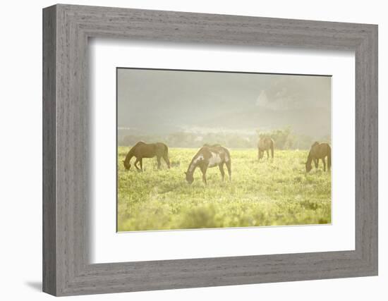 Philmont Scout Ranch Horses at Pasture before Sunset. Cimarron, New Mexico-Maresa Pryor-Framed Photographic Print