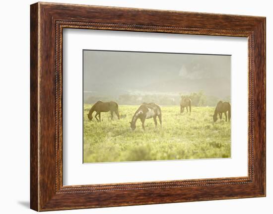 Philmont Scout Ranch Horses at Pasture before Sunset. Cimarron, New Mexico-Maresa Pryor-Framed Photographic Print